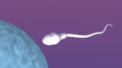 Zagnieżdżenie zarodka - kiedy następuje i jak się objawia?