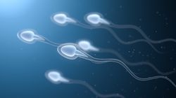 Spermiogram - wyniki, wskazania, przygotowanie