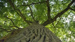 Kora dębu - właściwości i zastosowanie