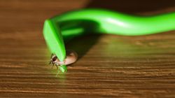 Ostrzegają przed "zmasowanym atakiem". Rekordzista miał na sobie 100 kleszczy