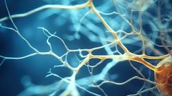 Nerw pośrodkowy - budowa, funkcje i uszkodzenie