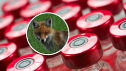 Zagrożenie wciąż realne. "Gdy rozwinie się zapalenie mózgu, nie ma ratunku"