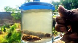 Aromatyczny sposób na zbicie cholesterolu. Dodaj do zupy, sałatki i herbaty