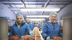 Planujesz pracę sezonową? Nie obejdzie się bez "książeczki" sanepidowskiej