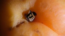 Naturalny czyścik jelit. Zjedz dwie sztuki, a od razu poczujesz ulgę