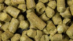 Dodawany do piwa. Koi układ nerwowy, pobudza wydzielanie soków żołądkowych