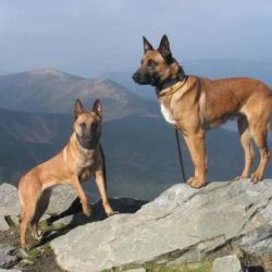 K-9 Border Unit - Urlop z psem, wypoczynek i tresura psów Jabłonka