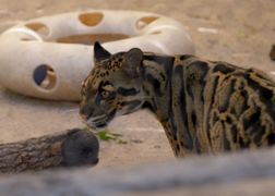 National Geographic Wild Sekrety zoo: dzikie wieści z Tampy