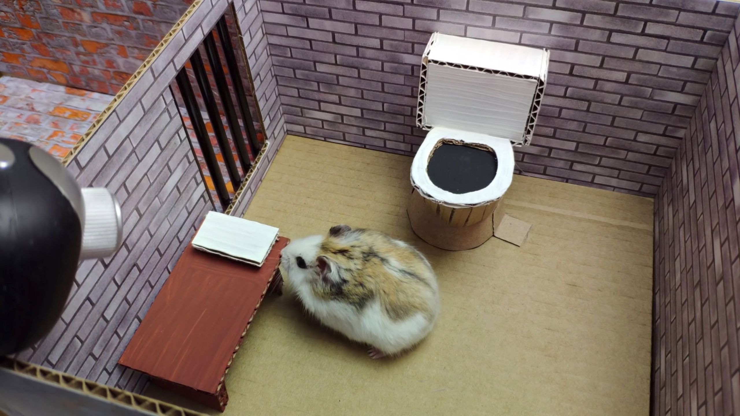 Какая ты мышь сегодня. Hamster races games. Подсказка хомяка видео. Подсказка хомяка видео. Подсказка хомяка видео.