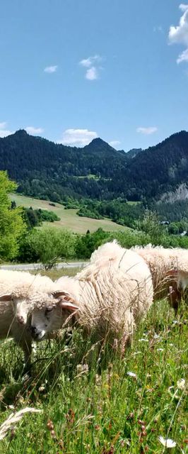 Agroturystyka Pod Zamczyskiem 