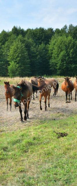 Agroturystyka Pod Lipą