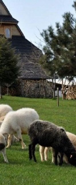 Dom góralski pod owieczkami - Ząb