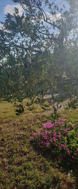 Apartment Tomić Seline