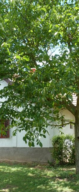 István Pince Vendégház Zamárdi