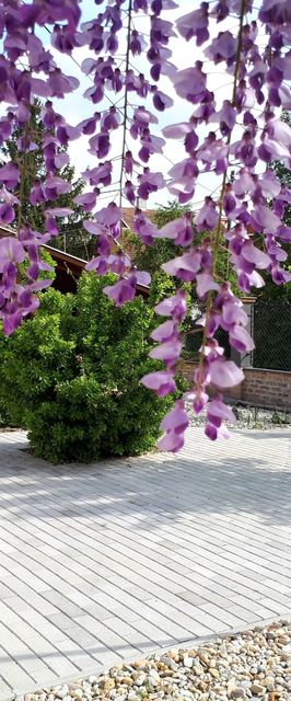 Erzsébet Apartman Gyula