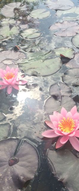 Tündérrózsa Udvarház Kiskorpád