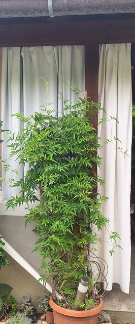 Apartmanok Parkolóhellyel Supetarska Draga - Donja, Rab - 15999 Supetarska Draga - Donja