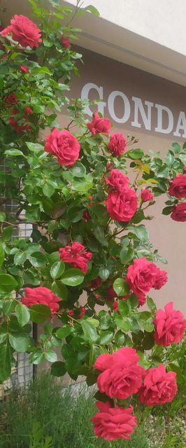 Gonda Apartments Hradec Králové