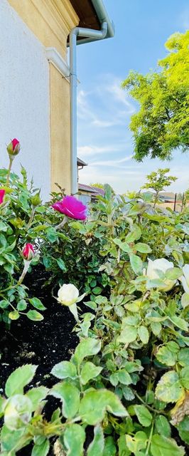 Ámor Akác Vendégház Poroszló