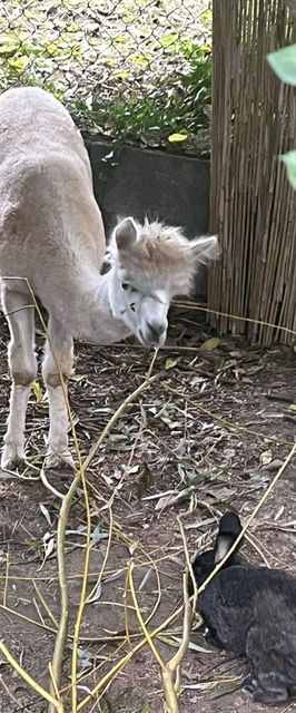 Mohatetős Lombház Üröm