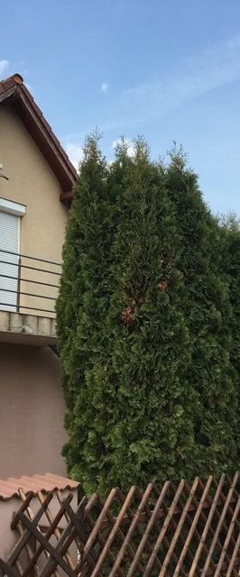 Tulipán Apartman Kápolnásnyék