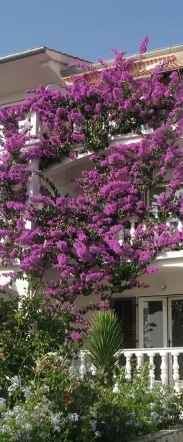 Apartmanok A Tenger Mellett Barbat, Rab - 17620 Barbat