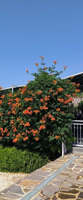 Apartment Snjezana Marina