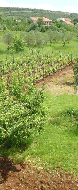 Apartment Rada Posedarje