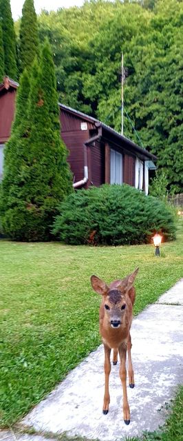 Liget-lak Vendégház Szokolya