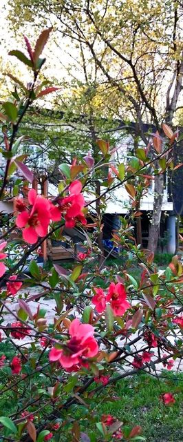  Fekete Gólya Pihenőház Baja