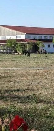 Pensiunea Lipicai Chichiș