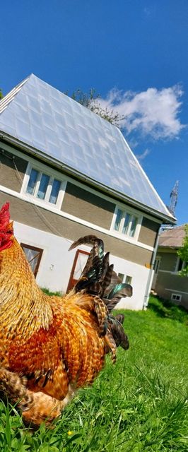 Cabana Mountain Sanctuary Holiday Roșia Montană