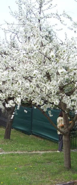  Nefelejcs Apartman Fertőhomok