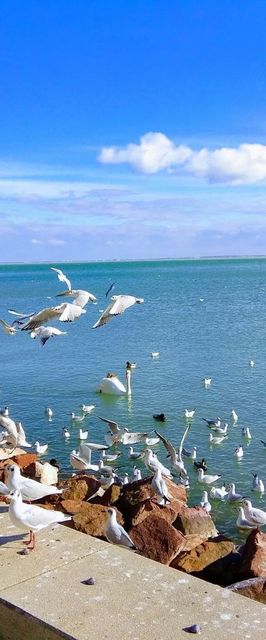 Diófa Lak Balatonalmádi