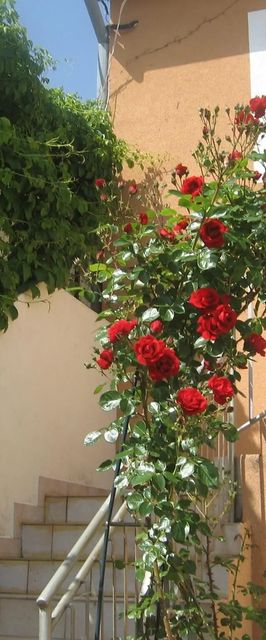 Apartman Luca Prvić Luka