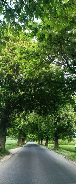 Bogi Ház Apartman Lipót