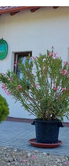 Patak Vendégház Zalaegerszeg