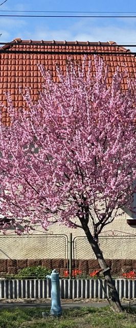 Diána Vendégház Poroszló