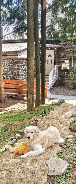 Mountain Home Galyatető Mátraszentimre