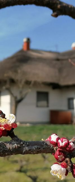 Angelic Cottage Vendégház Sukoró