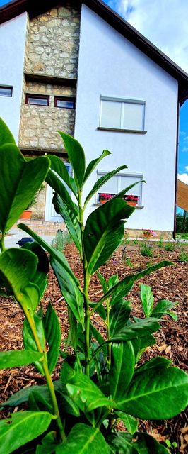 Fehér Akác Vendégház Fenyőfő