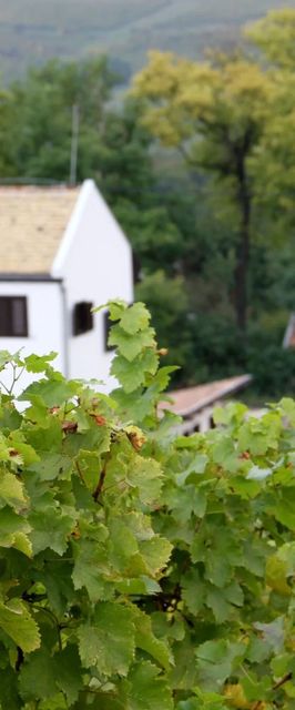 Rókusfalvy Birtok Vendégház Etyek