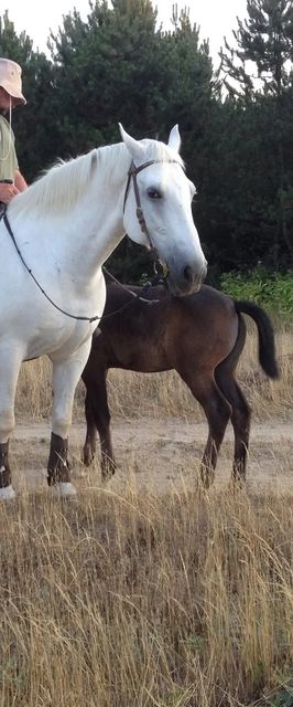 SzC Lovasbirtok Lajosmizse