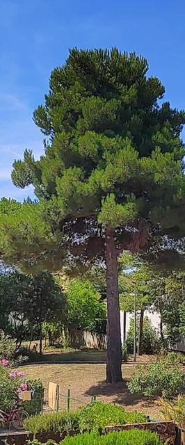 Apartman Golden Sun Novigrad