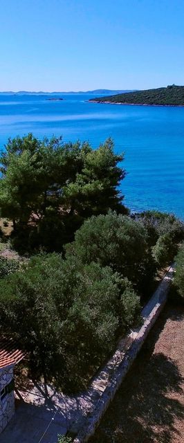 House Olive Tree Tkon