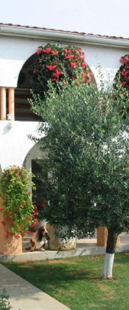 Apartments Matohanac Fazana