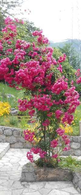 Apartments VESNA Moscenicka Draga