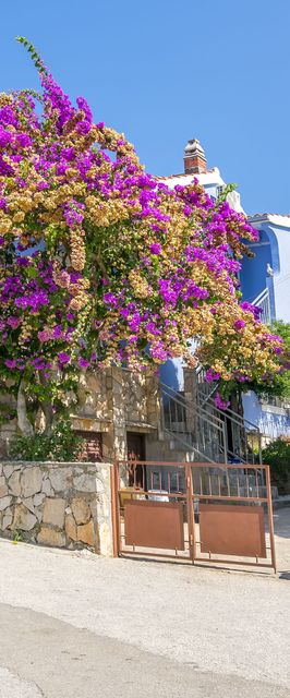 Apartment Nikola Maslinica