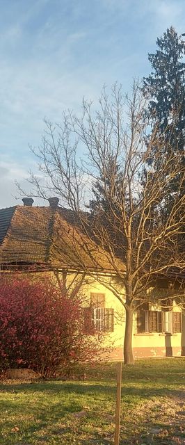 Erdei Tündérlak Somogysimonyi