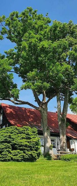 Chalupa Pod Strání Říčky v Orlických horách